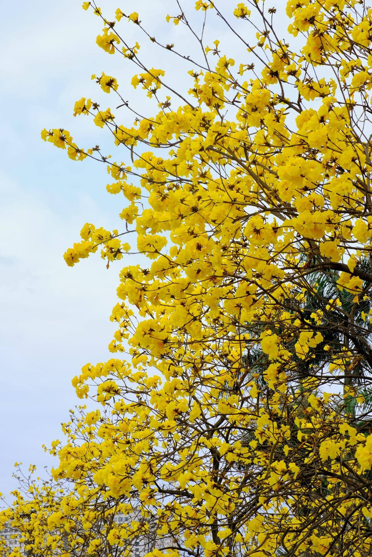 Đây cũng là lý do làm cho nhiều người, đặc biệt là các nàng thơ yêu thích phong cách dịu dàng, lãng mạn, không thể bỏ lỡ mùa hoa này.
