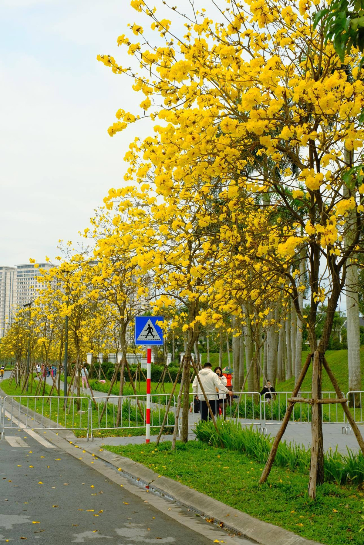 Mùa hoa Phong Linh chỉ kéo dài trong vài tuần ngắn ngủi, nhưng đủ để biến đổi nhiều con đường, góc phố Hà Nội thành điểm check-in lý tưởng. Ảnh Hoàng Ba Đình