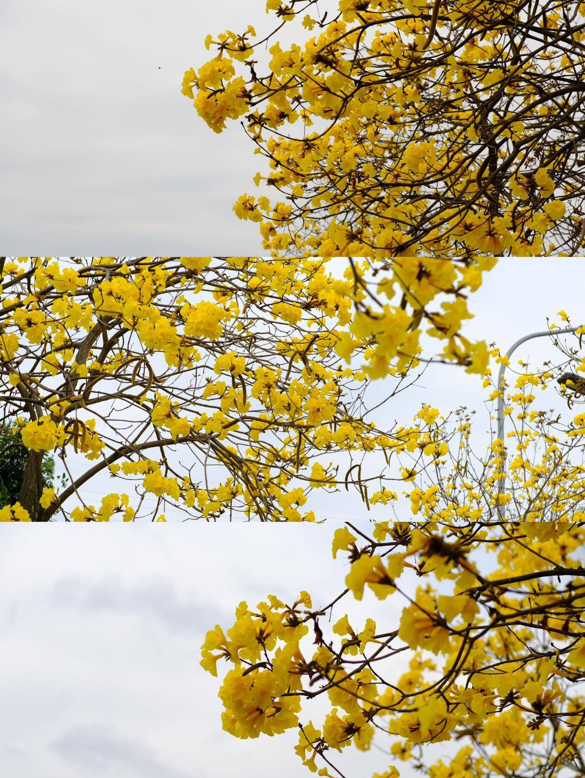 Cây phong linh nở hoa vào mùa Xuân từ tháng 2 đến tháng 5, khi nở, những chùm hoa đẹp phủ khắp tán cành, nối tiếp nhau mang tới vẻ đẹp khiến nhiều người say đắm. Ảnh Phạm Hồng Vân