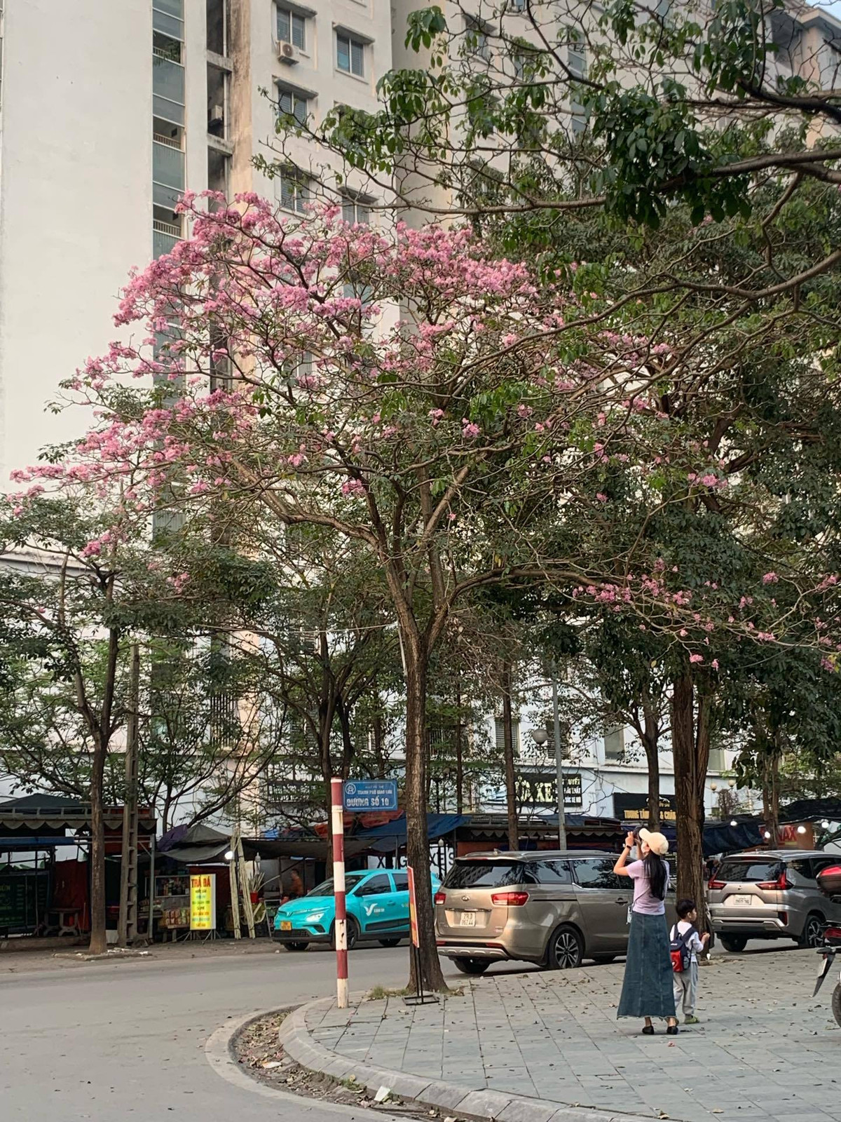 Hoa kèn hồng được trồng nhiều ở các tuyến phố như Nguyễn Chí Thanh, Kim Mã, Láng Hạ và khu vực xung quanh hồ Tây.