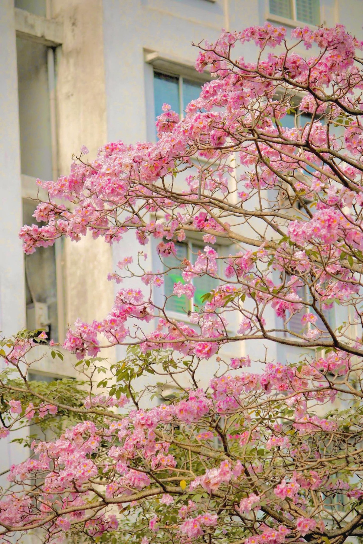  Hoa kèn hồng, hay còn được gọi là hoa chuông hồng, là loài hoa có xuất xứ từ châu Mỹ, thường nở rộ vào những ngày đầu tháng 3 đến tháng 6. Ảnh manh_meo_262