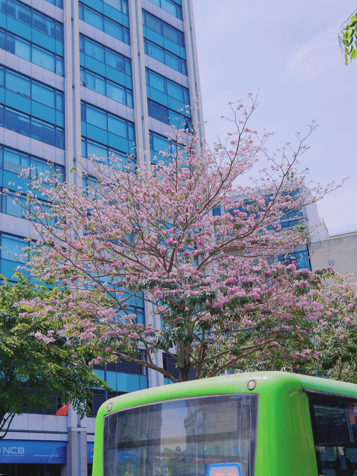 Không chỉ làm đẹp cho thành phố, hoa kèn hồng còn mang đến cảm giác thư thái, bình yên giữa lòng thủ đô đông đúc.