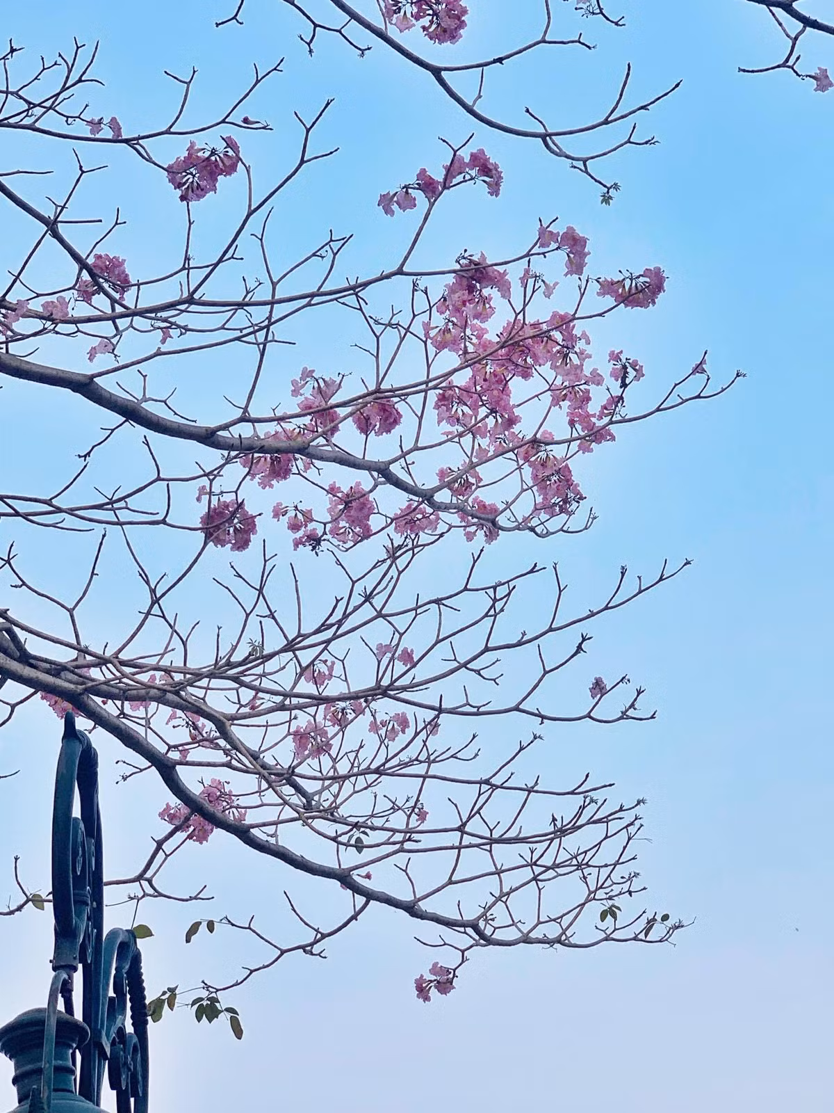 Loài hoa kèn hồng chỉ nở rộ được thời gian ngắn - khoảng một tuần, rồi nhanh chóng rơi rụng… Thay vào đó là một lứa lá lộc xanh mới. Ảnh Internet