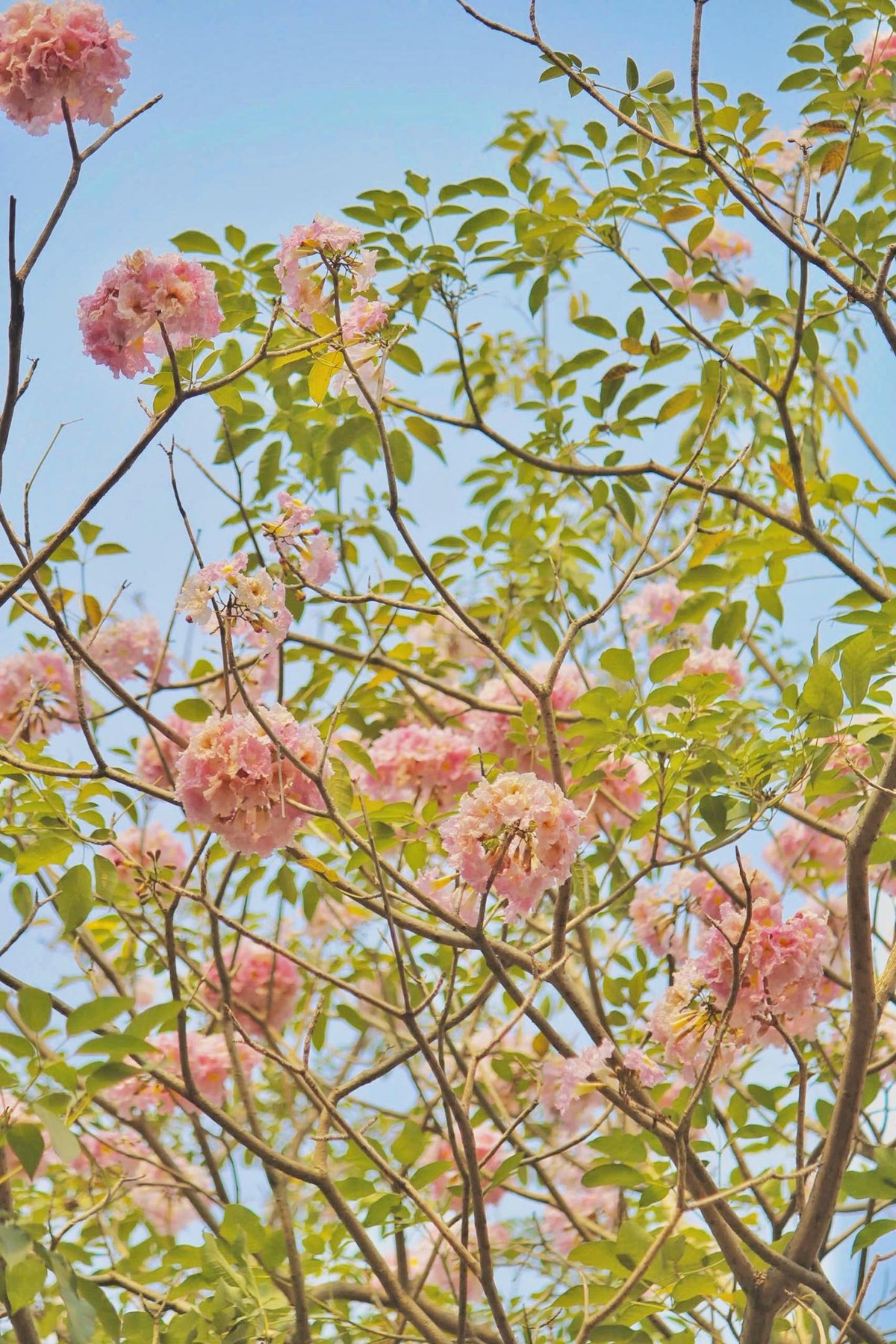 Không giống như hoa đào rực rỡ hay hoa ban trắng tinh khôi, kèn hồng mang một nét đẹp trầm lắng, nhẹ nhàng nhưng không kém phần quyến rũ. Ảnh manh_meo_262