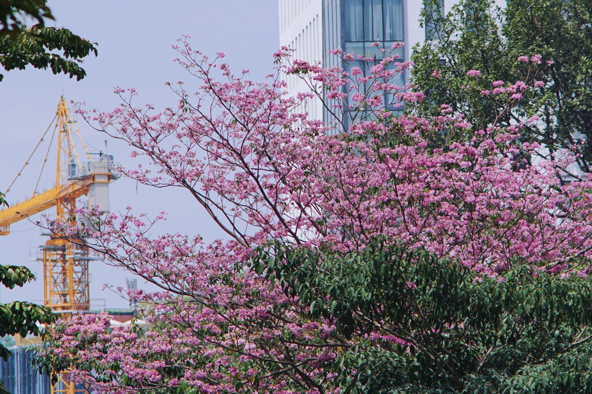 Khi đến mùa, những con đường này như được nhuộm một màu hồng thơ mộng, thu hút đông đảo người dân và du khách đến thưởng lãm, chụp ảnh. Ảnh Internet