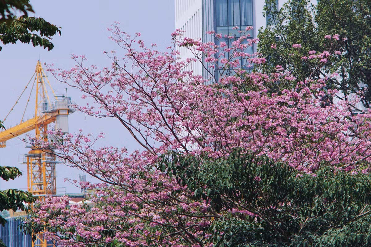 Khi đến mùa, những con đường này như được nhuộm một màu hồng thơ mộng, thu hút đông đảo người dân và du khách đến thưởng lãm, chụp ảnh. Ảnh Internet