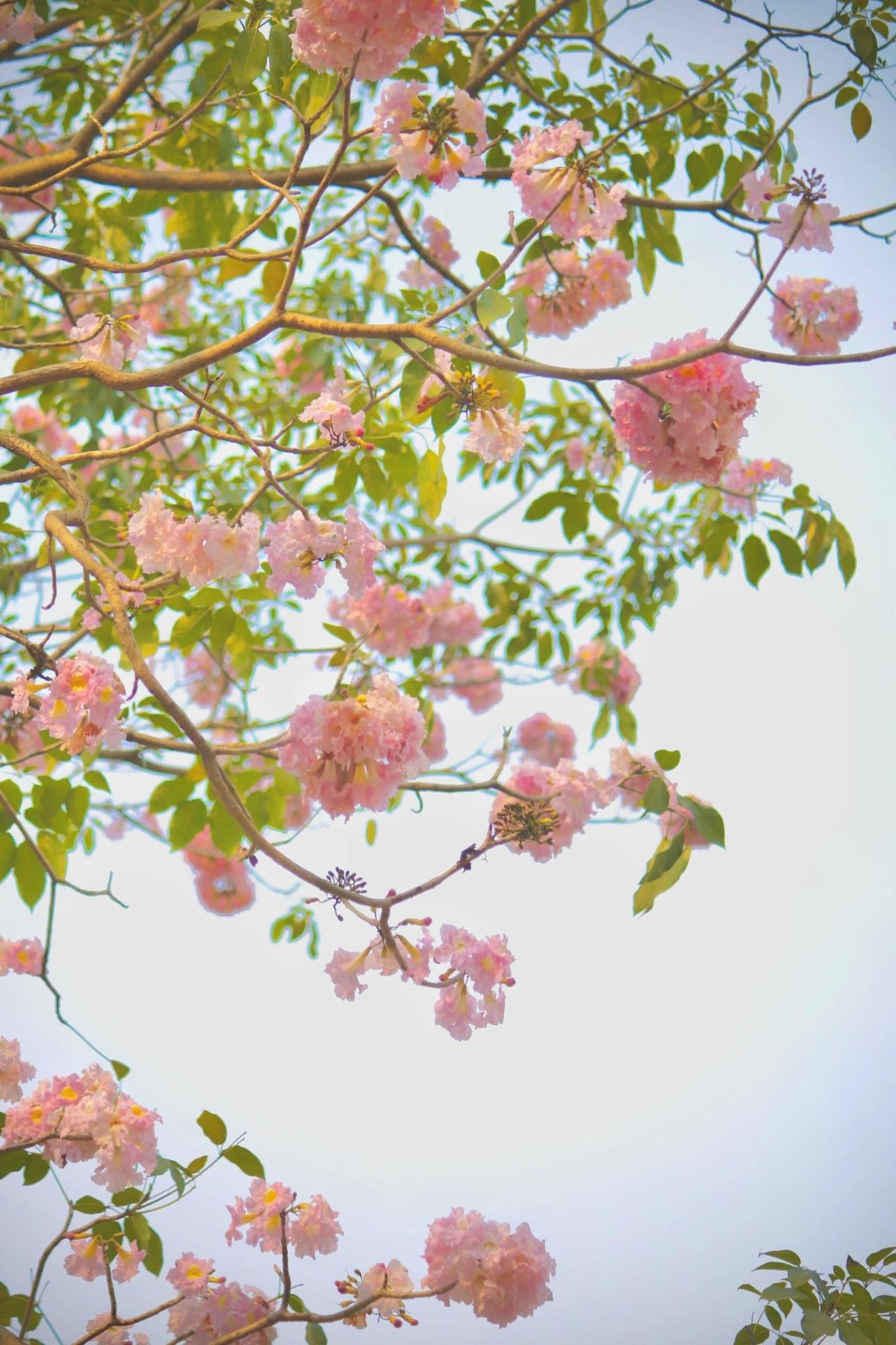 Hoa kèn hồng bung nở rộ, mỗi đóa nở thành chùm gần 20 bông. Ảnh manh_meo_262