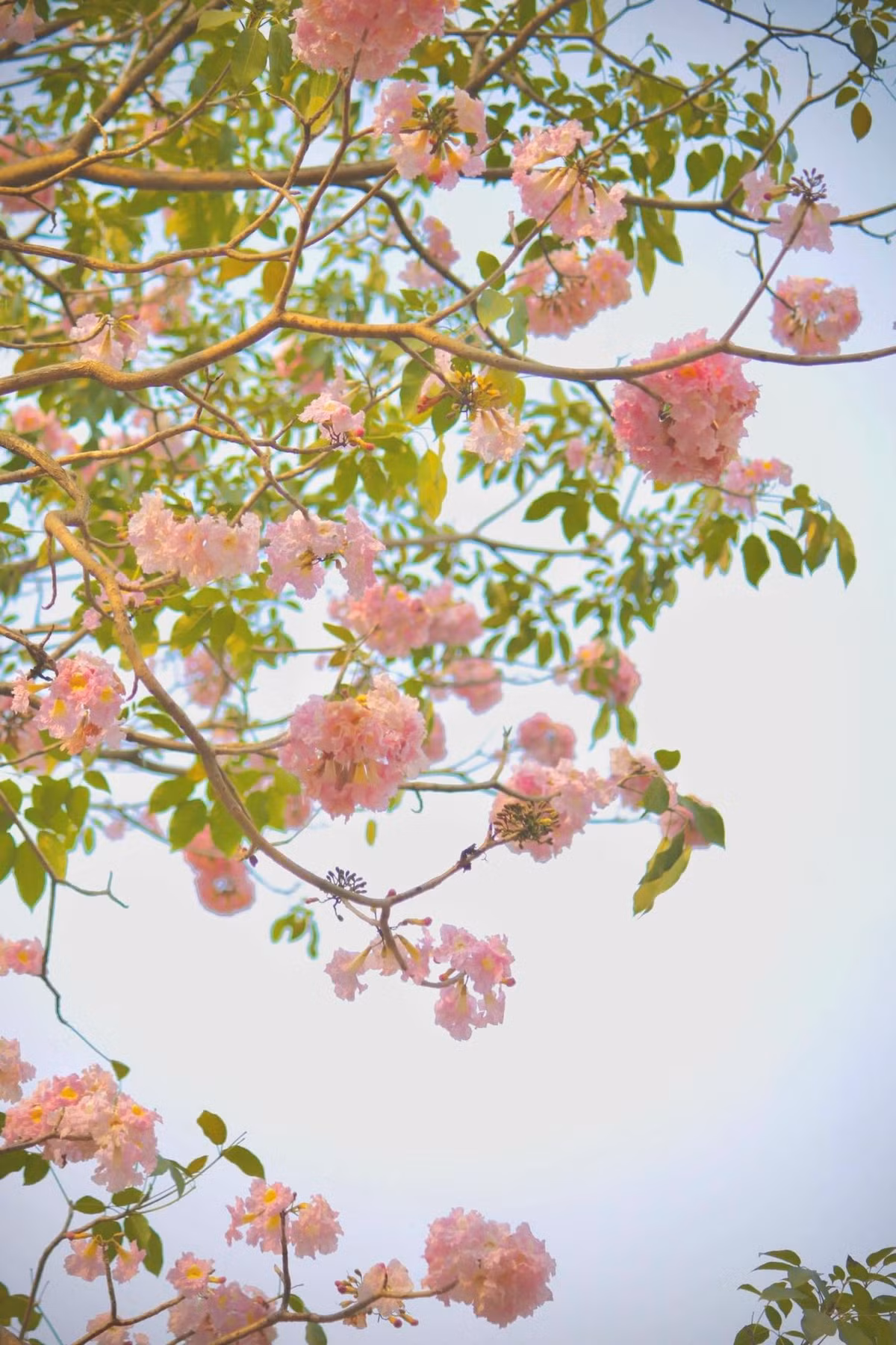 Hoa kèn hồng bung nở rộ, mỗi đóa nở thành chùm gần 20 bông. Ảnh manh_meo_262