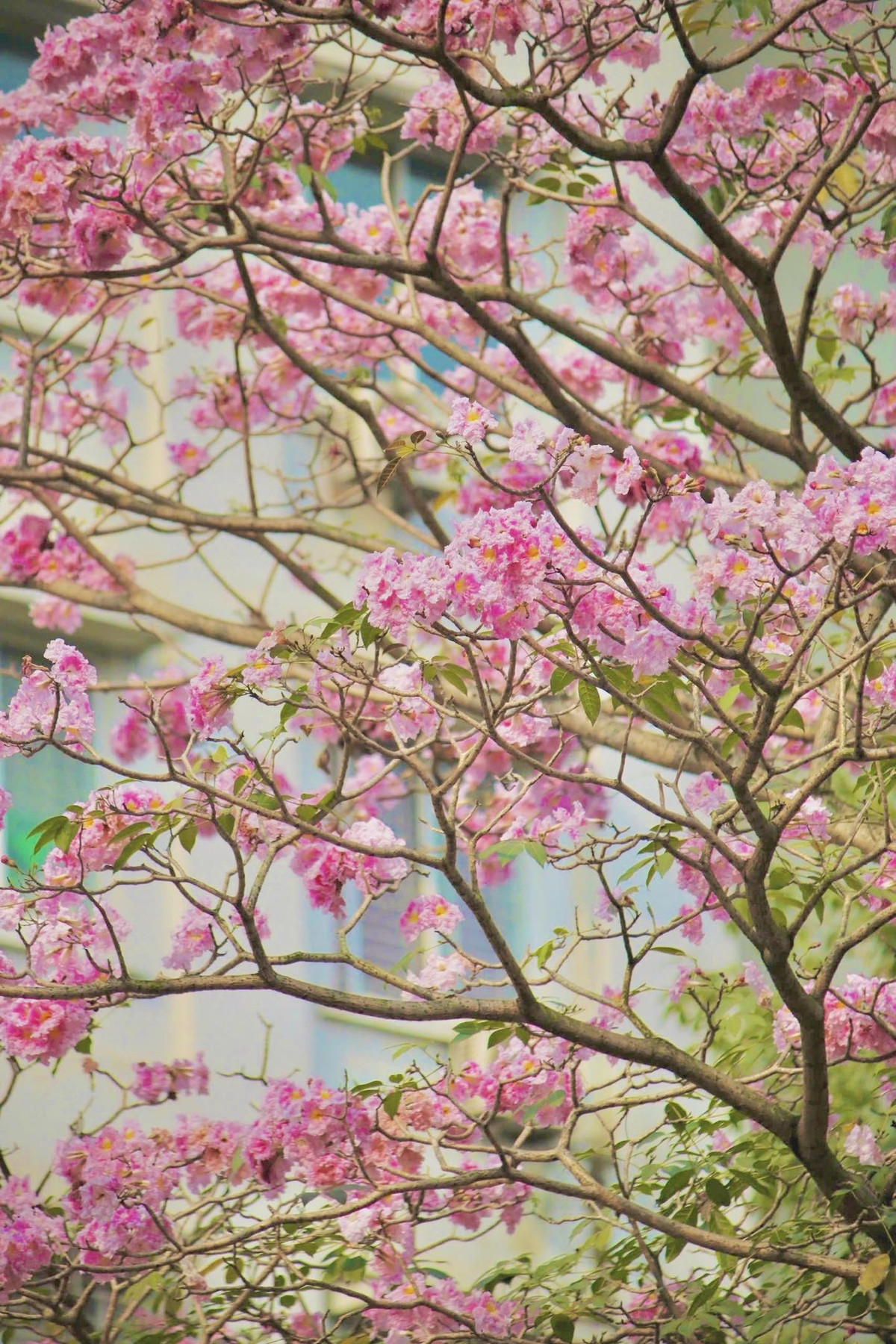 Những ngày này, một số tuyến phố tại Hà Nội nhuộm hồng rực rỡ khi loài hoa kèn hồng vào mùa nở rộ. Ảnh manh_meo_262