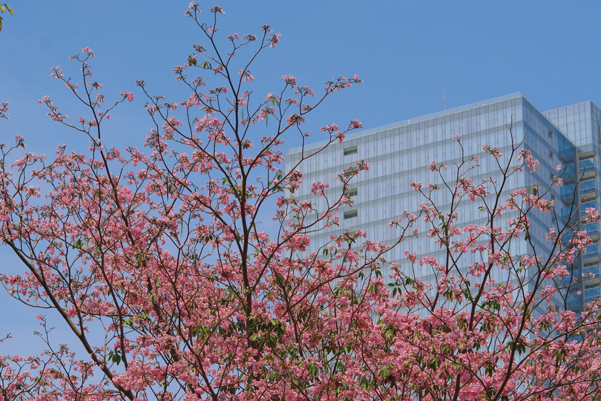 Mỗi cánh hoa mỏng manh, mềm mại như một lời nhắc nhở về sự tinh tế của thiên nhiên giữa cuộc sống đô thị tấp nập. Ảnh Internet