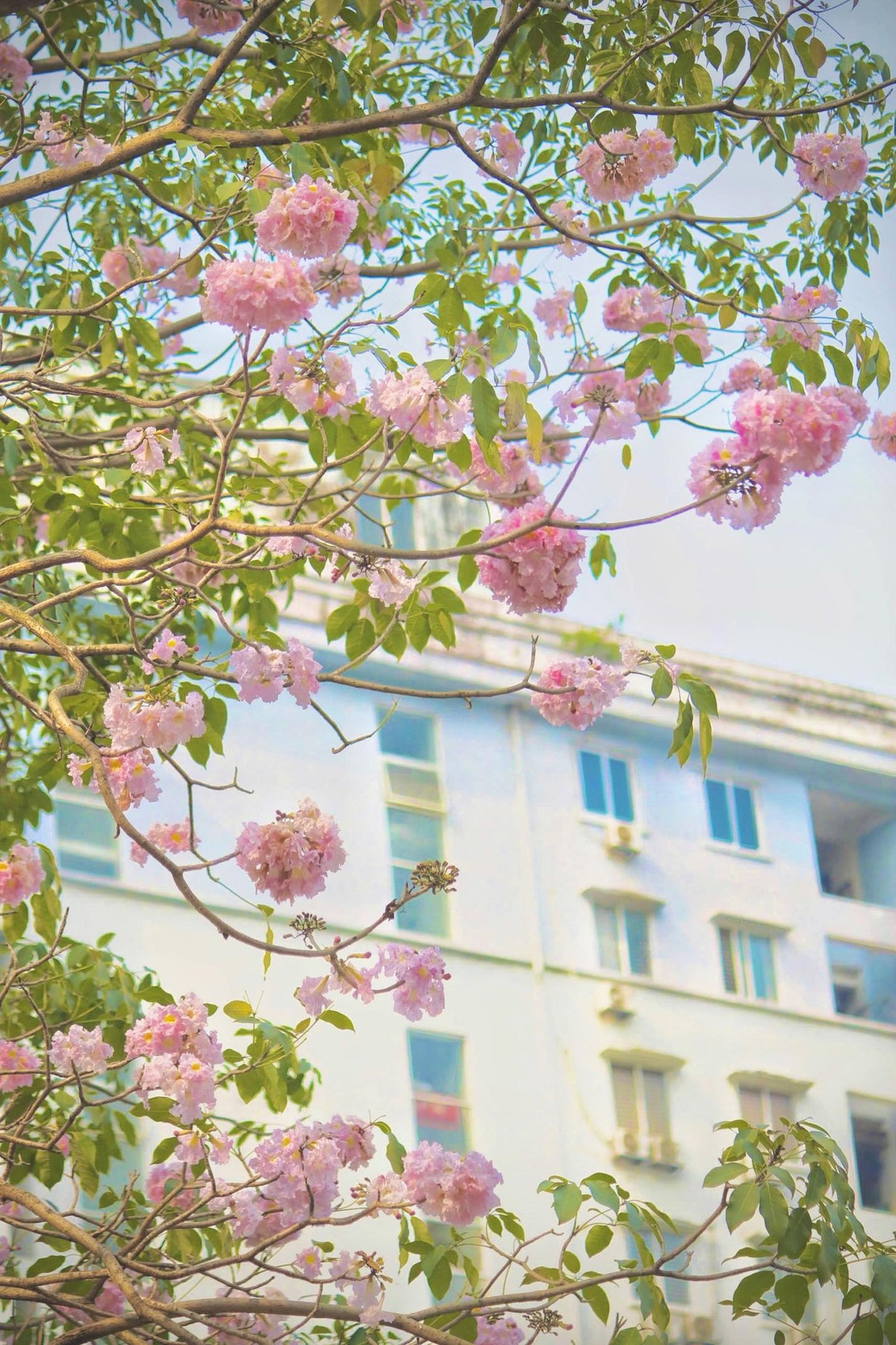 Nhiều người ví mùa hoa kèn hồng như một bản giao hưởng dịu dàng của thiên nhiên, giúp cân bằng nhịp sống hối hả thường ngày.