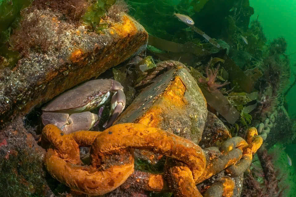 "Thiên Đường Gỉ Sét", tác phẩm thắng giải cộng sinh dưới nước Anh Quốc. Ảnh: Dan Bolt/UPY2025.