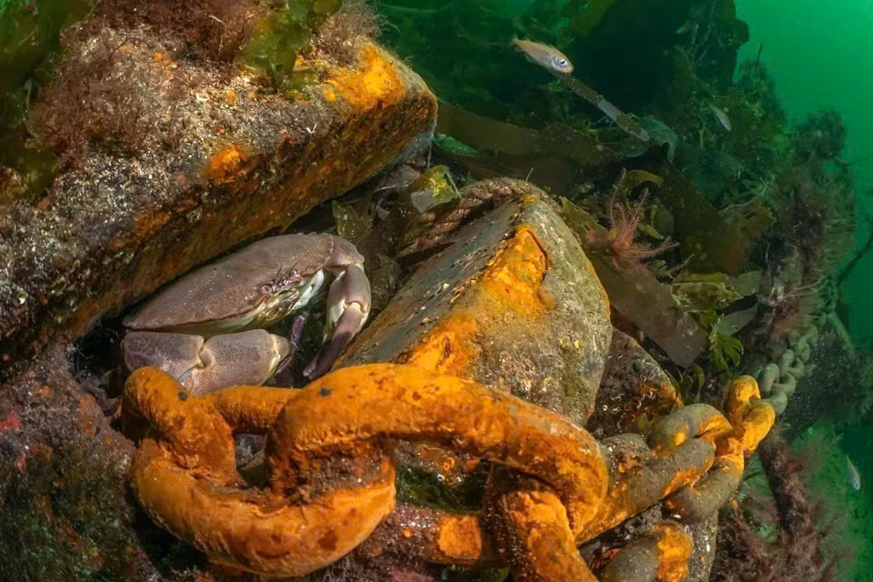 "Thiên Đường Gỉ Sét", tác phẩm thắng giải cộng sinh dưới nước Anh Quốc. Ảnh: Dan Bolt/UPY2025.