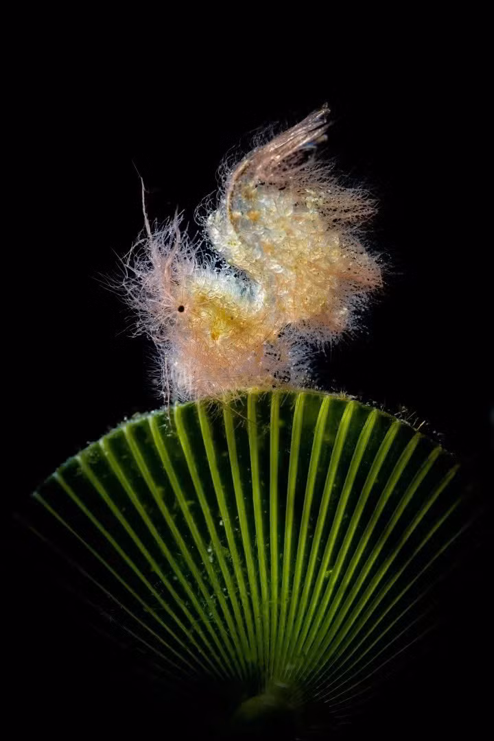 "Huyền Ảo Ngược Sáng", tác phẩm thắng giải Hạng mục ảnh cận cảnh. Ảnh: Paolo Bondaschi/UPY2025.