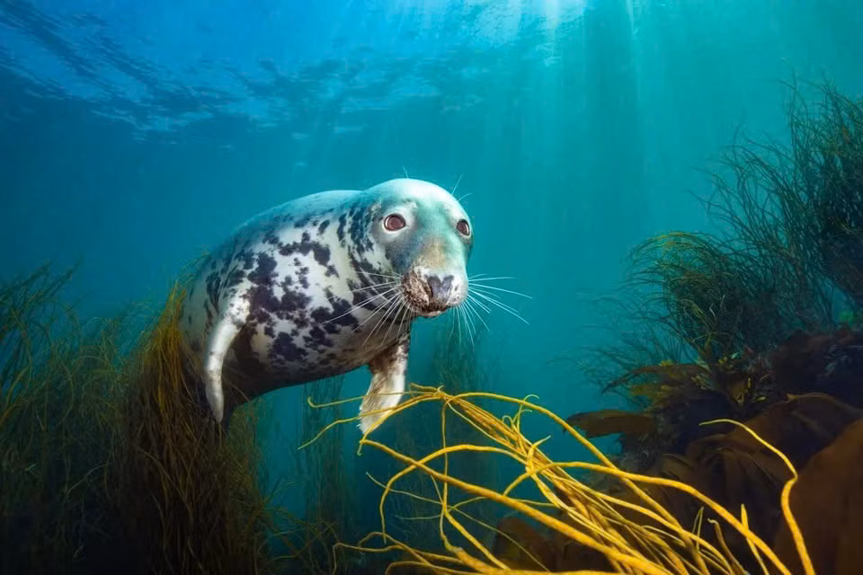 "Chú Hải Cẩu Tò Mò", tác phẩm thắng giải Nhiếp ảnh gia dưới dước Anh quốc của năm 2025. Ảnh: David Alpert/UPY2025.