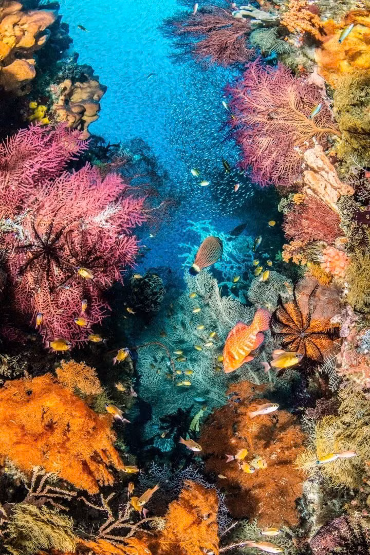 "Bức Tranh Muôn Sắc", tác phẩm thắng giải Rạn san hô. Ảnh: Catherine Holmes/UPY2025.