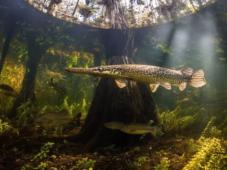 "Vẻ Đẹp Đầm Lầy", tác phẩm thắng giải Hạng mục máy ảnh nhỏ gọn. Ảnh: Bryant Turffs/UPY2025.
