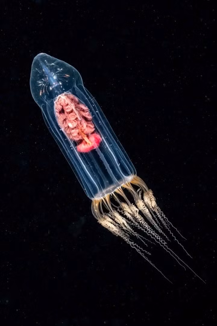 "Kẻ Lữ Hành Nhỏ", tác phẩm thắng giải Ảnh cận cảnh dưới nước Anh Quốc. Ảnh: Dan Bolt/UPY2025.