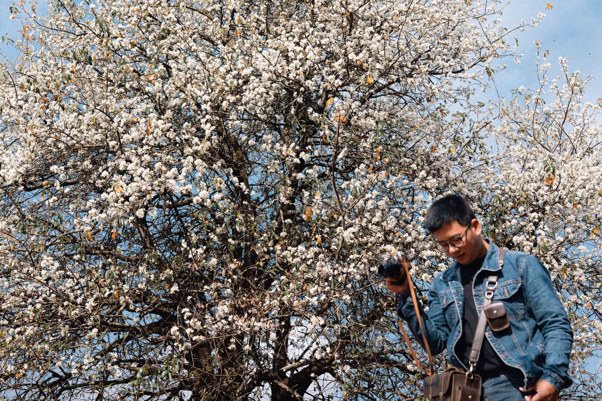 Không chỉ nổi tiếng với cảnh quan hùng vĩ, Nậm Nghẹp còn được mệnh danh là "thủ phủ" của cây Sơn Tra (táo mèo) với 1.200 ha sơn tra, trong đó có nhiều cây cổ thụ có tuổi đời lên tới hàng trăm năm. Ảnh Hoàng Minh Đức
