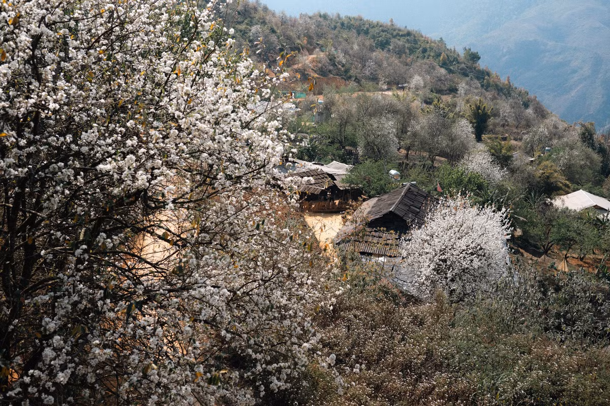 Hoa sơn tra có màu trắng ngà với 5 cánh và nhụy vàng. Nhiều người ví vẻ đẹp của hoa sơn tra chính là vẻ đẹp sơn cước của các thiếu nữ H'Mông. Ảnh Hoàng Minh Đức