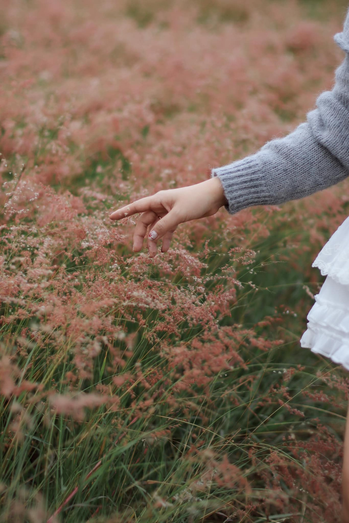 Là loài cỏ dại, nhỏ bé, nhưng khi nở rộ lại tạo nên thảm màu hồng rực rỡ, trải dài khắp cả một vùng đồi, mang đến cho du khách cảm giác như lạc vào một thế giới cổ tích. Ảnh Fb Thu Hằng