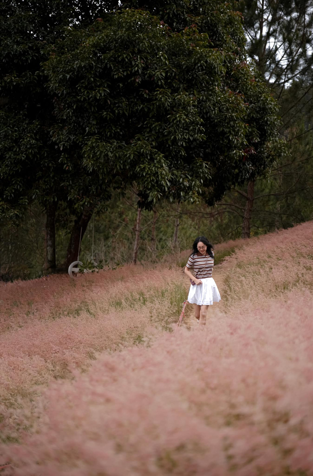 Những ngày gần đây, khu vực đồi cỏ hồng ở hồ Tuyền Lâm, TP Đà Lạt đã bước vào mùa nở rộ nhất.thu hút nhiều du khách tới tham quan, chụp hình. Ảnh Fb Phương Lan Ngô