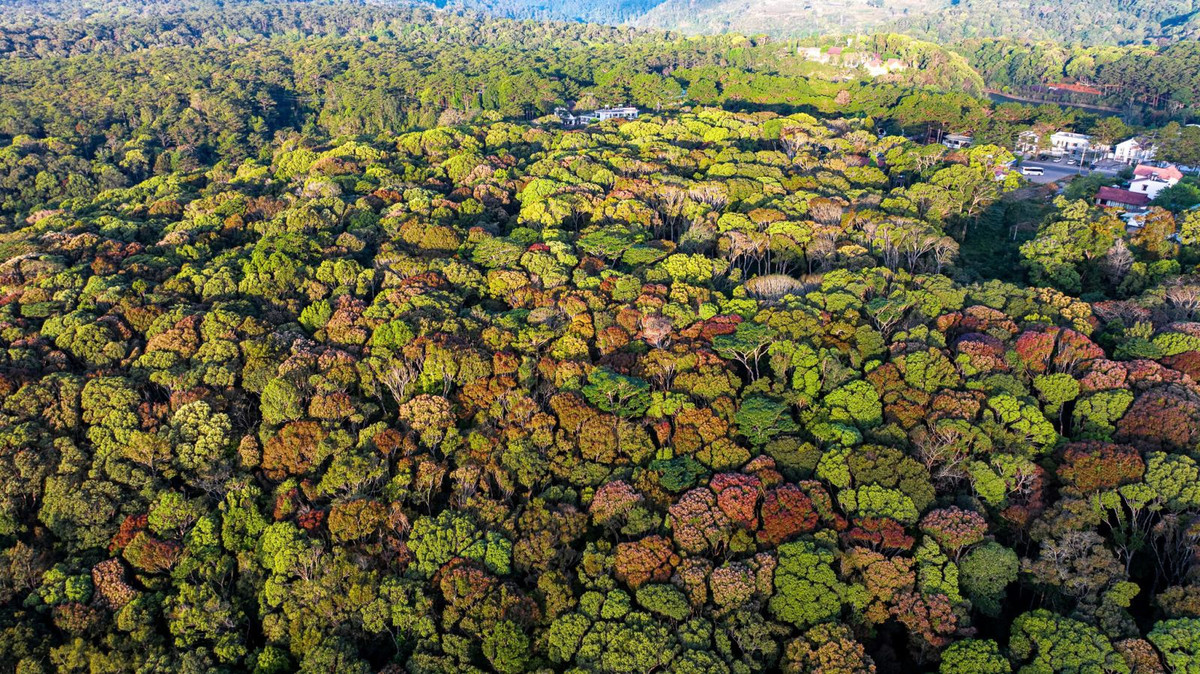 Mỗi năm, khi mùa xuân gõ cửa, Măng Đen lại bước vào thời khắc chuyển mình kỳ diệu.