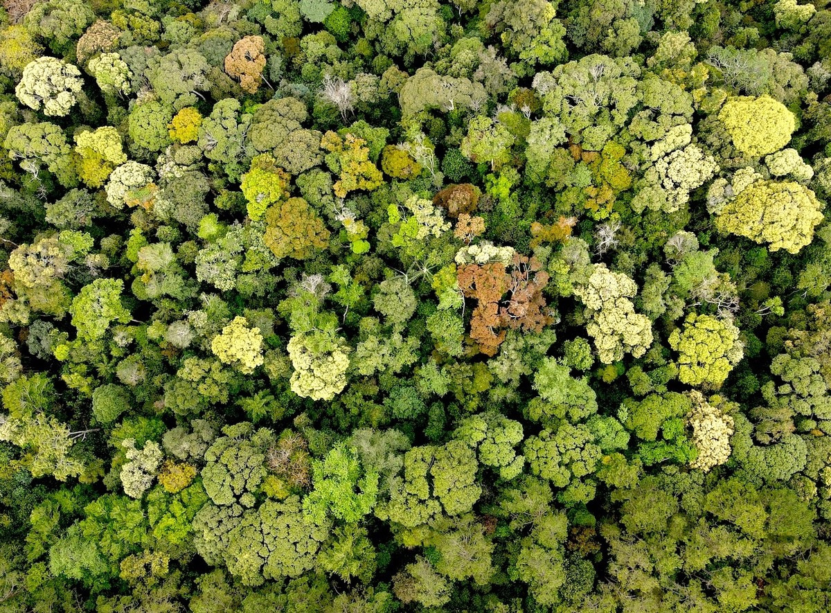 Những cơn gió thoảng mang theo mùi hoa cỏ, quyện lẫn với hương thông, tạo nên một mùi hương rất đặc trưng của núi rừng Tây Nguyên. Ảnh Báo Tiền Phong