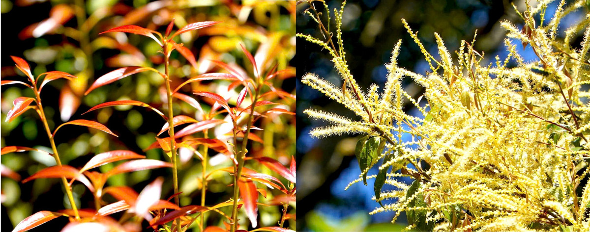 Khi mùa thay lá đến, những tán cây đồng loạt trút bỏ lớp áo cũ, nhường chỗ cho những chồi xanh non mơn mởn, quyện theo làn sương sớm tạo nên một khung cảnh huyền ảo, thơ mộng.