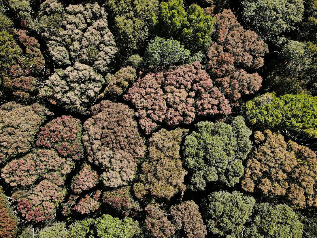 Mùa thay lá ở Măng Đen cũng là dịp mà những người yêu thiên nhiên có thể thưởng thức những cảnh đẹp huyền bí, những bức tranh sống động không thể tìm thấy ở những nơi khác.