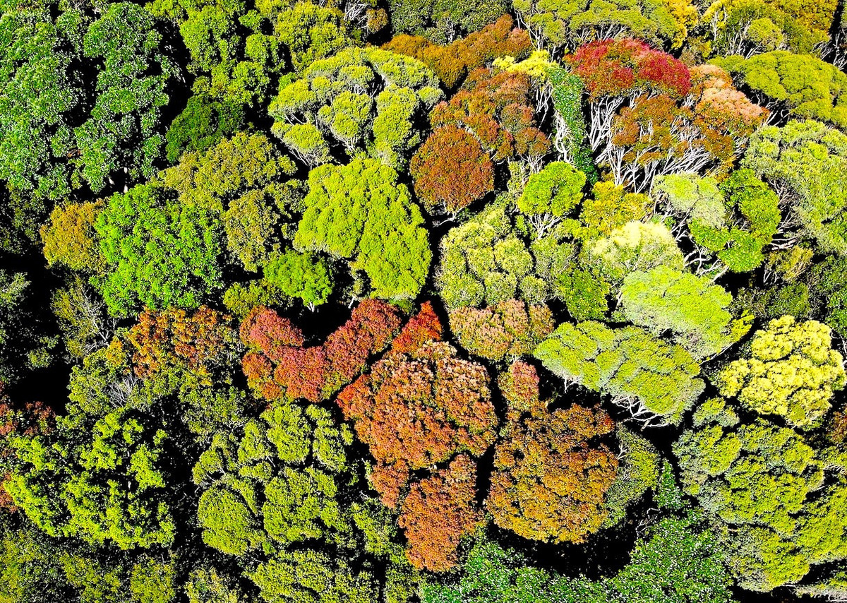 Dạo bước trong rừng Măng Đen mùa thay lá, du khách sẽ cảm nhận được vẻ đẹp hoang sơ, yên bình, nơi mà thiên nhiên như đang thổi vào một sức sống mới. Ảnh Báo Tiền Phong