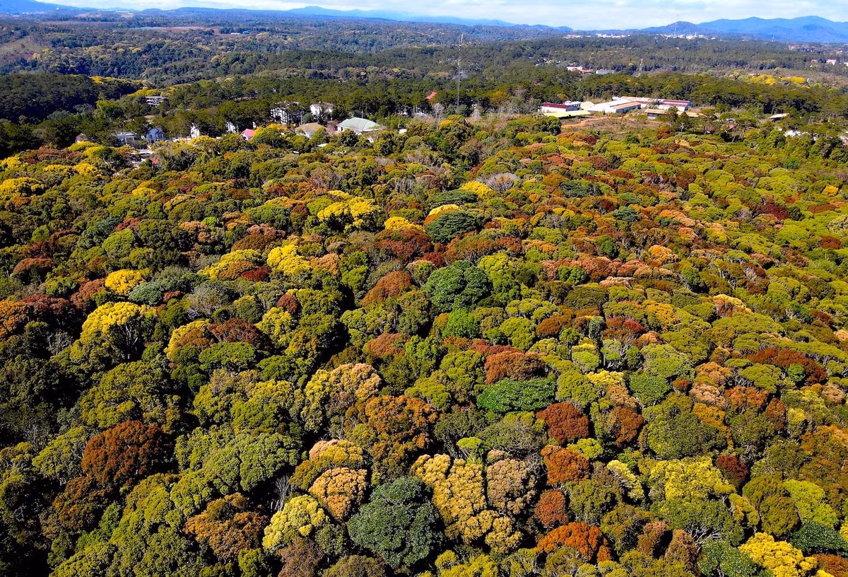 Rừng cây hơn 100.000 ha tại thị trấn Măng Đen, huyện Kon Plông, tỉnh Kon Tum đồng loạt đâm chồi, bung nở, tạo nên một bức tranh thiên nhiên rực rỡ.