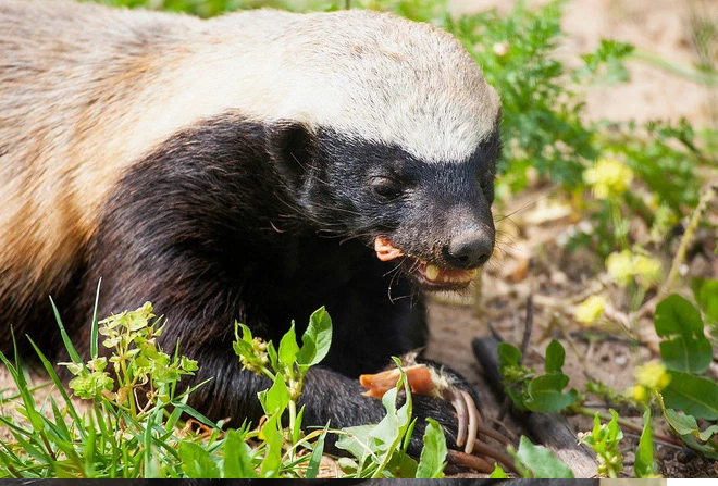 Lửng mật khi tấn công con mồi thì rất quyết liệt, tàn nhẫn và không sợ hãi. Hầu hết các loài động vật khi bị lửng mật tấn công đều có rất ít cơ hội trốn thoát.