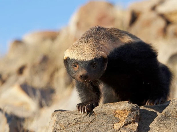 Chính vì vậy, lửng mật gần như là kẻ "bất khả chiến bại", khó bị kẻ thù nào tiêu diệt.