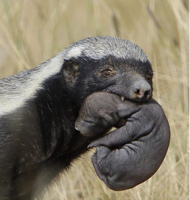 Tuy là loài được coi là đáng sợ nhất thế giới và khá ngược ngạo, cục súc, nhưng cũng có lúc chúng trở nên dịu dàng. Ấy là khi lửng mật cái sinh con và chăm sóc con. Tuổi thọ của lửng mật trong môi trường tự nhiên khá cao, khoảng 7 năm, còn trong điều kiện nuôi nhốt thì có thể lên đến hơn 20 năm.