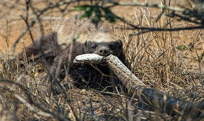 Đã thế, lửng mật còn được trời phú cho khả năng miễn nhiễm với nhiều vết đốt và nọc độc. Ngay cả rắn hổ mang chúa và rắn Puff Adder cũng không thể "làm khó" cho lửng mật.