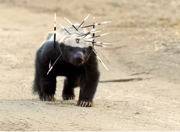 Lửng mật có thể chịu đựng được vết cắn của loài rắn cực độc như rắn hổ lục. Khi bị cắn, lửng mật cũng ngất xỉu nhưng chỉ sau khoảng 2 giờ nó tỉnh lại như chưa từng có chuyện gì xảy ra. Nhiều con vật khi tấn công lửng mật đã nhận về cái kết "đắng" khi lại trở thành bữa ăn cho lửng mật.