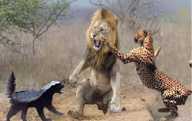 Ngay cả "chúa sơn lâm" hay báo, lửng mật cũng không sợ, sẵn sàng "nghênh chiến". Những lúc giao chiến, lửng mật sử dụng vũ khí đặc biệt, đó là túi hậu môn có mùi cực kỳ hôi thối, có thể xoay từ trong ra ngoài. Mùi hôi nồng nặc này khiến sư tử hay hổ báo cũng phải chạy xa khỏi lửng mật.