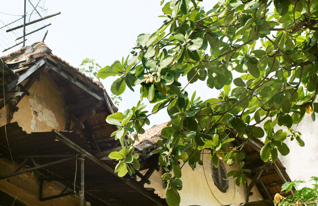 Ha Noi: Thanh binh trong nang cuoi thu-Hinh-16