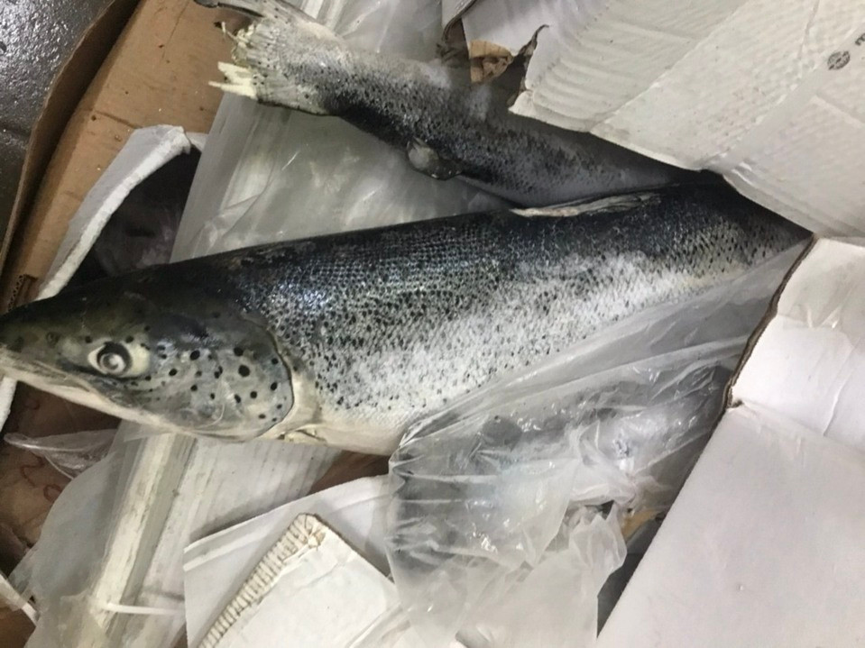  6. Chặn đứng 2,5 tấn cá hồi hết hạn sử dụng: Ngày 19/10, Lực lượng Quản lý thị trường (QLTT) Đồng Nai vừa phát hiện Công ty TNHH Mowi Việt Nam, địa chỉ phường Long Bình, TP Biên Hòa do bà Trần Thị Thanh Mai là đại diện công ty. Lực lượng chức năng thu giữ 2.490kg cá hồi nguyên con đã quá hạn sử dụng đang được gia công chế biến. 