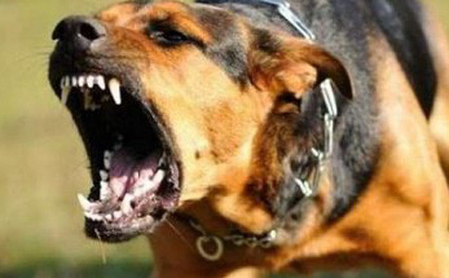  3. Thanh niên 17 tuổi ở Bình Phước sốt cao rồi tử vong sau khi bị chó cắn: Ngày 19/10, Công an Thành phố Đồng Xoài, tỉnh Bình Phước đang điều tra, làm rõ nguyên nhân tử vong của anh N.V.T.H. (17 tuổi, ngụ phường Tân Thiện) sau khi bị chó cắn. Ngày 18/10, H. có biểu hiện bất thường, sốt cao nên gia đình đưa H. đến bệnh viện cấp cứu. Tại đây, bác sĩ chuẩn đoán H. bị "bệnh dại lên cơn", đã phát bệnh quá nặng, không thể cứu chữa, đến chiều 18/10, H. tử vong. 