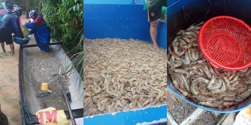 Ngành thủy hải sản cũng thiệt hại nặng nề do mưa lũ.