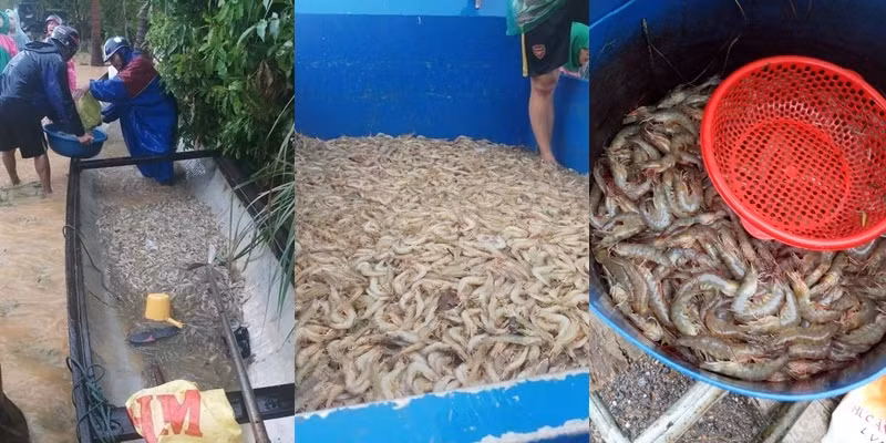 Ngành thủy hải sản cũng thiệt hại nặng nề do mưa lũ.