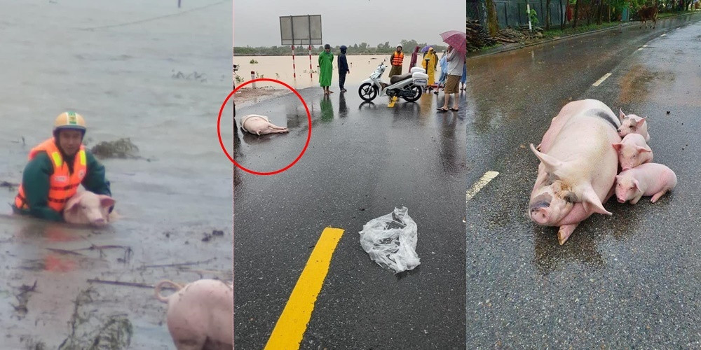 Người dân miền Trung nỗ lực cứu lợn bị lũ cuốn trôi.