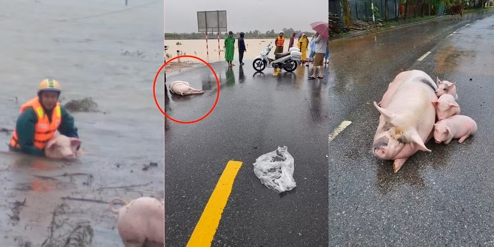 Người dân miền Trung nỗ lực cứu lợn bị lũ cuốn trôi.