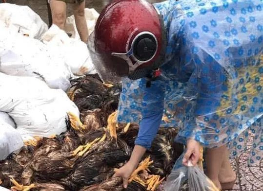 Chủ trang trại phải gom gà vào bao tải rồi chờ lũ rút để đen đi chôn, tiêu hủy cả "gia sản" của mình.