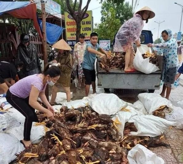 Cảnh tượng hàng chục ngàn con gà chết phải đem đi chôn lấp.