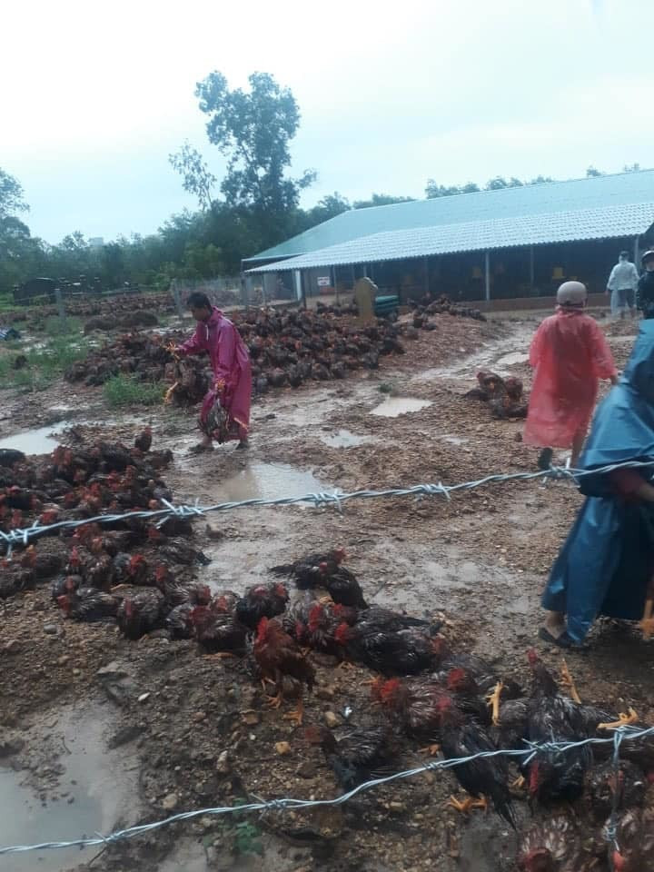 Ngoài mất mát về người, mất mát tài sản cũng bi thương không kém. Tại một trại gà ở thôn Hà Xá, xã Triệu Ái, Triệu Phong tỉnh Quảng Trị. Do ảnh hưởng bởi mưa lũ nên đàn gà từ 13.000 con đã chết 10.000 con. Hình ảnh đàn gà nằm la liệt khiến ai nấy đều xót xa cho chủ trang trại.