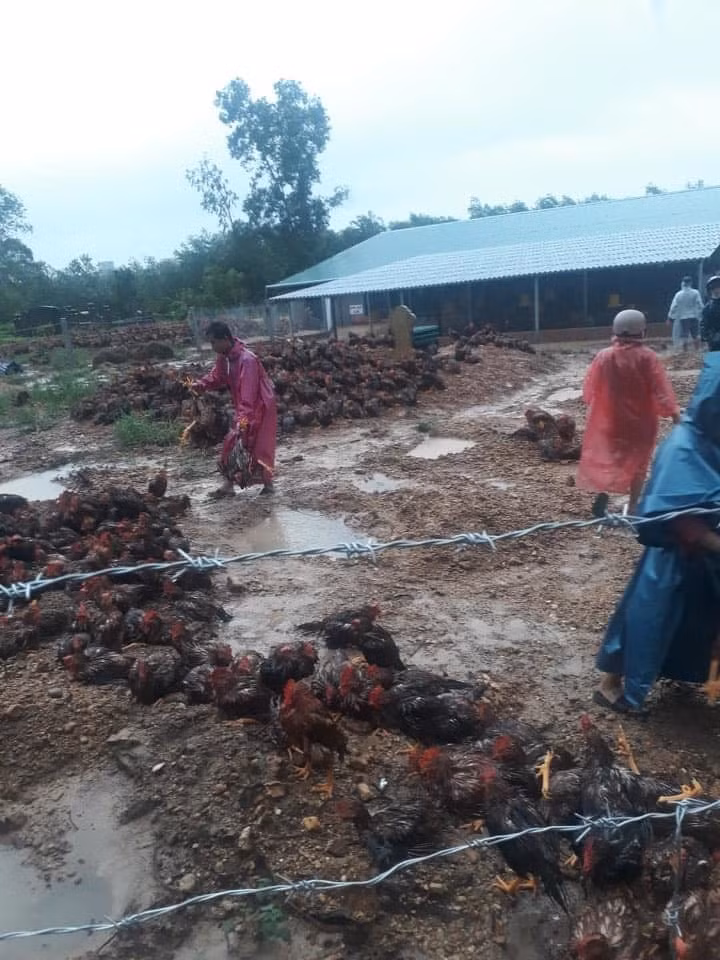 Ngoài mất mát về người, mất mát tài sản cũng bi thương không kém. Tại một trại gà ở thôn Hà Xá, xã Triệu Ái, Triệu Phong tỉnh Quảng Trị. Do ảnh hưởng bởi mưa lũ nên đàn gà từ 13.000 con đã chết 10.000 con. Hình ảnh đàn gà nằm la liệt khiến ai nấy đều xót xa cho chủ trang trại.