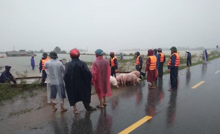 Cảnh tượng đưa lợn chạy lũ không còn xa lạ gì với người dân miền Trung những ngày qua.